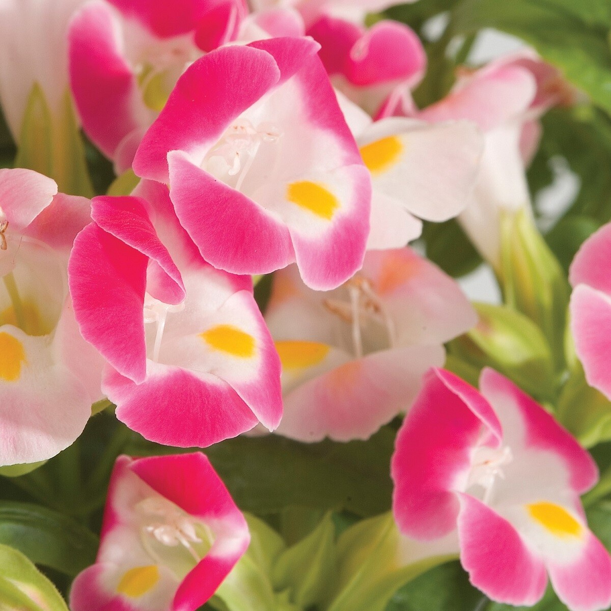 Torenia Seeds Torenia Little Kiss Rose 50 Pelleted Seeds
