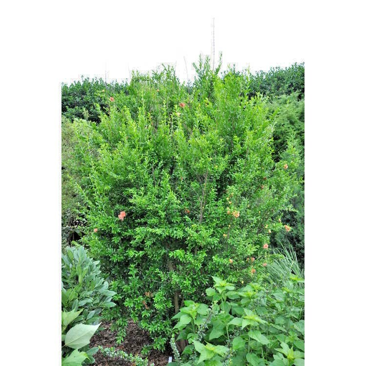 15 GOSAI-RYU POMEGRANATE SEEDS Punica granatum ‘Gosai-ryu’