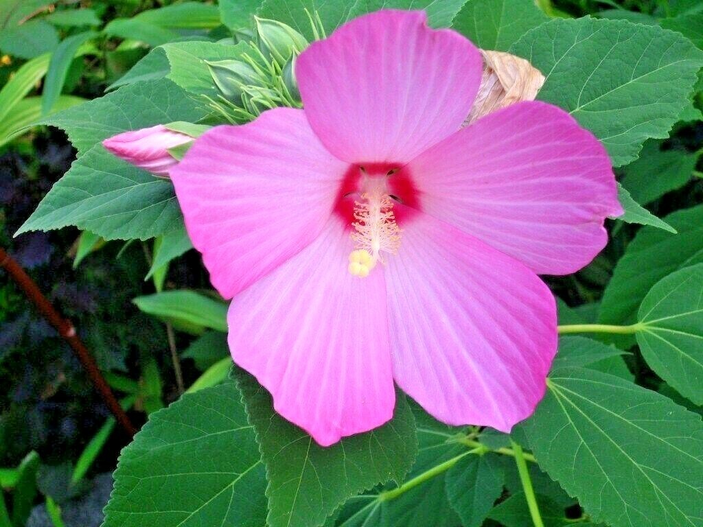 40 PINK SWAMP ROSE MALLOW SEEDS – WILD HIBISCUS – Hibiscus moscheutos
