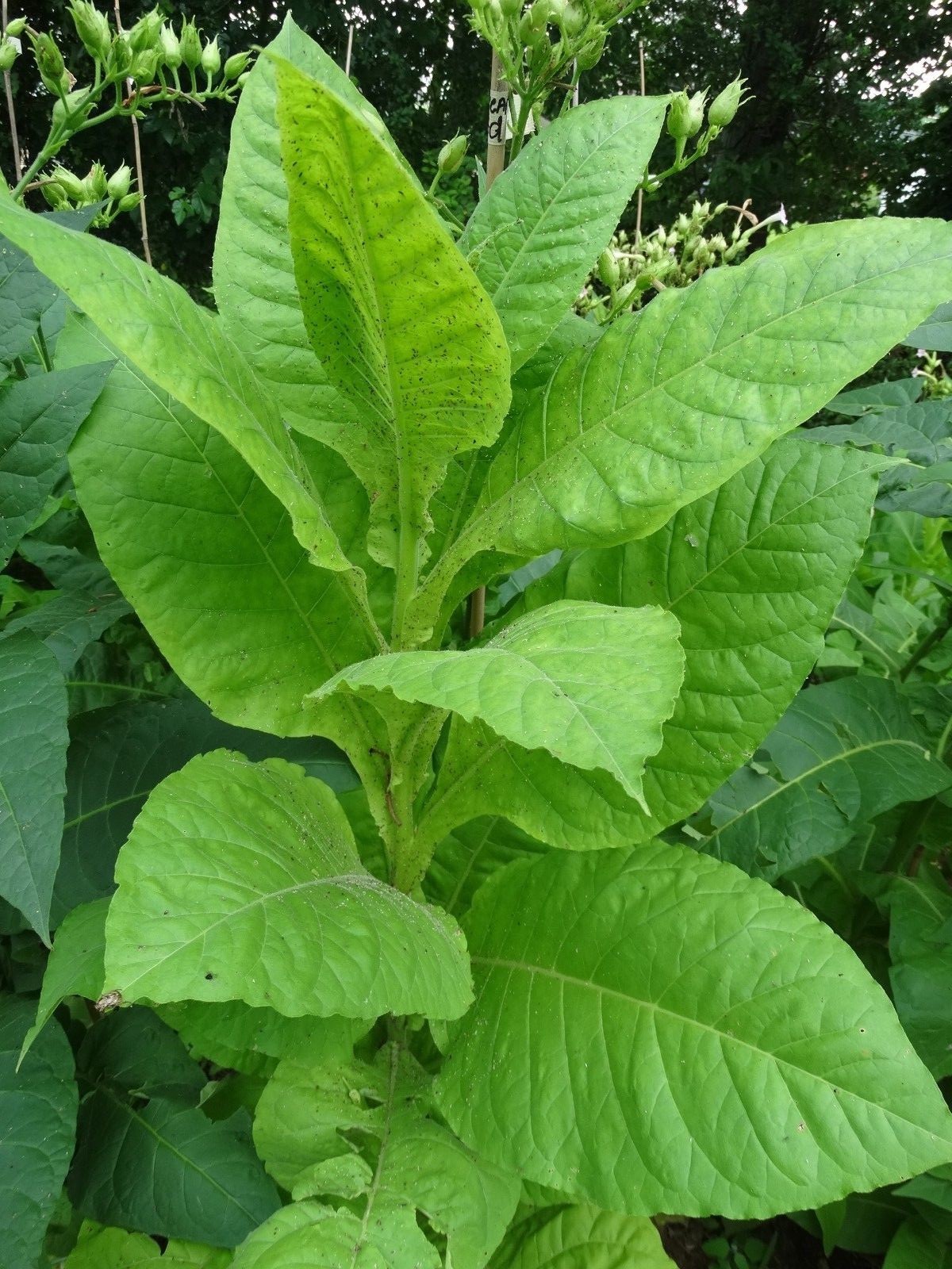 Virginia Bright Tobacco 2000+ seeds Fresh 2023 Crop Grow Instructions Included