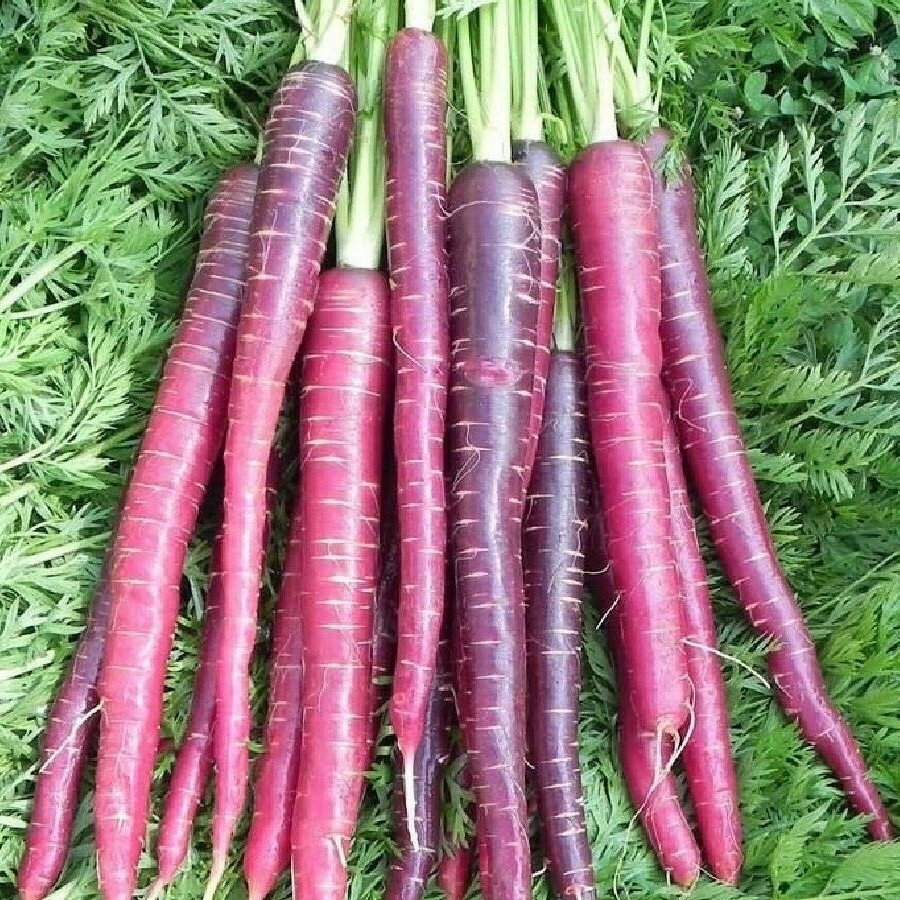 Cosmic Purple Carrot Seeds 500+ Daucus Carota Vegetable NON-GMO FREE SHIPPING