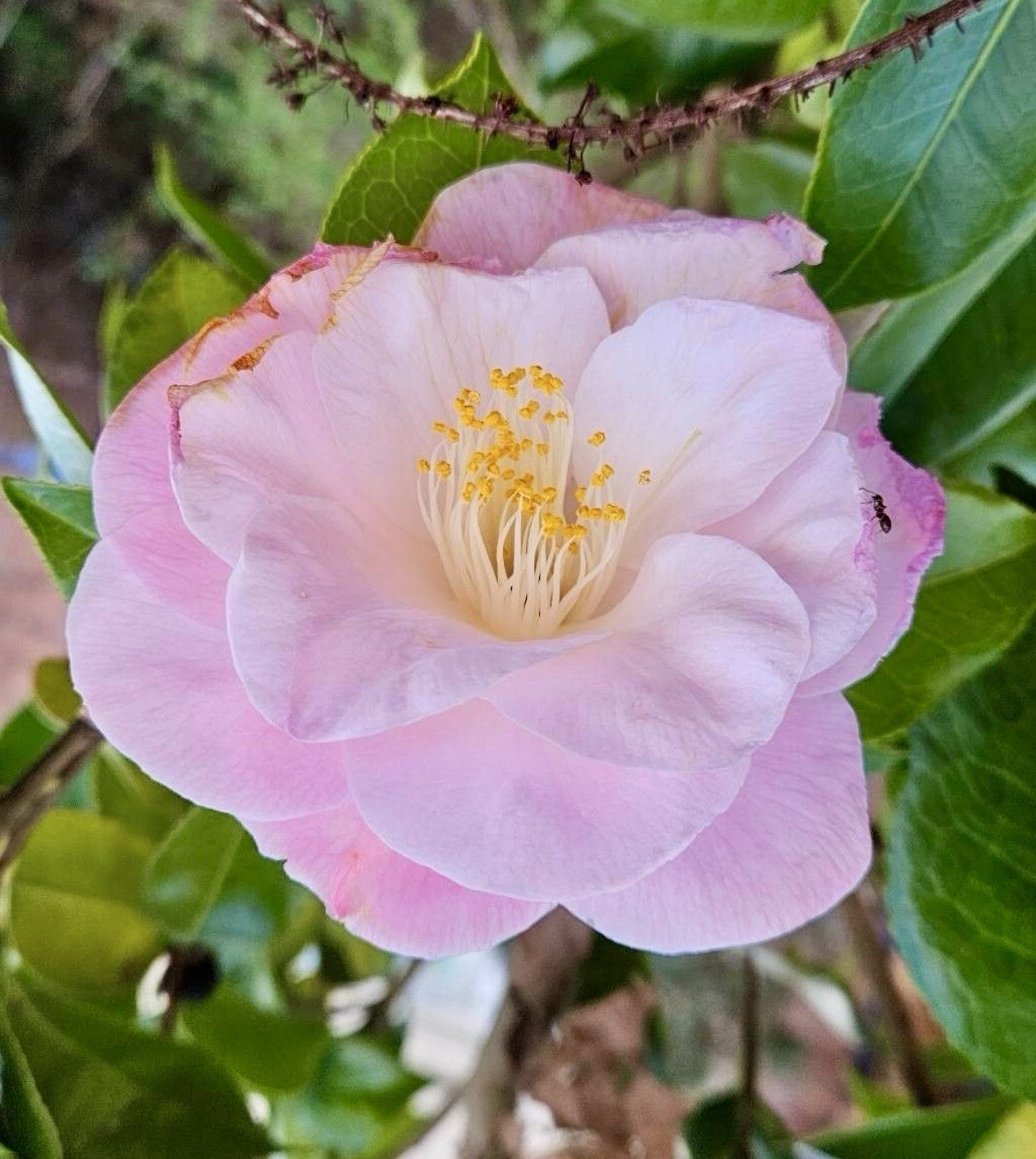 “Debutante” Camellia Japonica – 5 seeds 2025 – USA