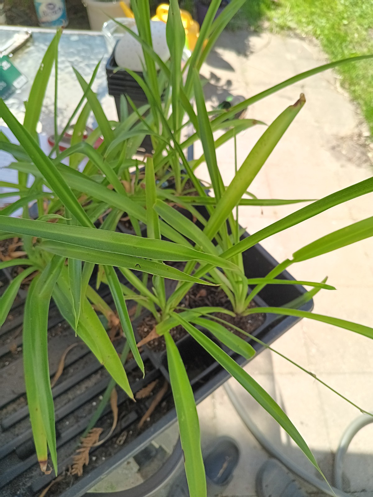 Michigan Grown NONVARIEGATED Spider Plant – Rooted And Ready!
