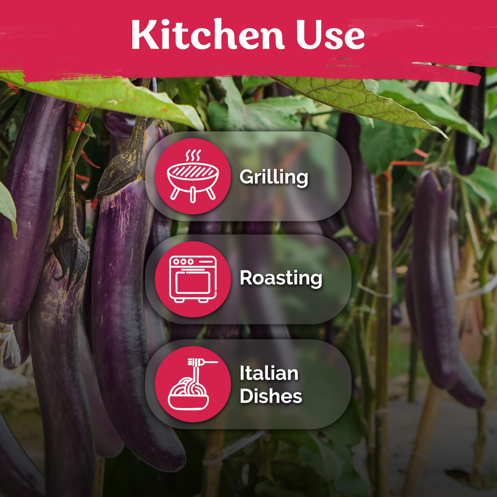 KVITER 350 Long Purple Eggplant Seeds (Solanum Melongena), 2 Pack