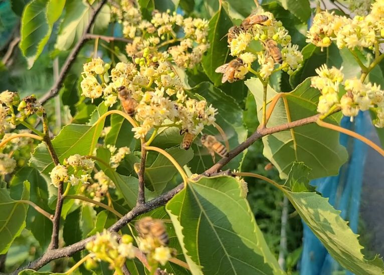 Japanese Raisin Tree (H. Dulcis) Tasty fruit, Apiarists, Honey, Rare [50+ SEEDS]
