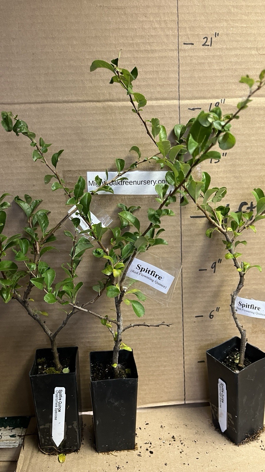 Chaenomeles Speciosa “Spitfire” (Red Flowering Quince) Plant