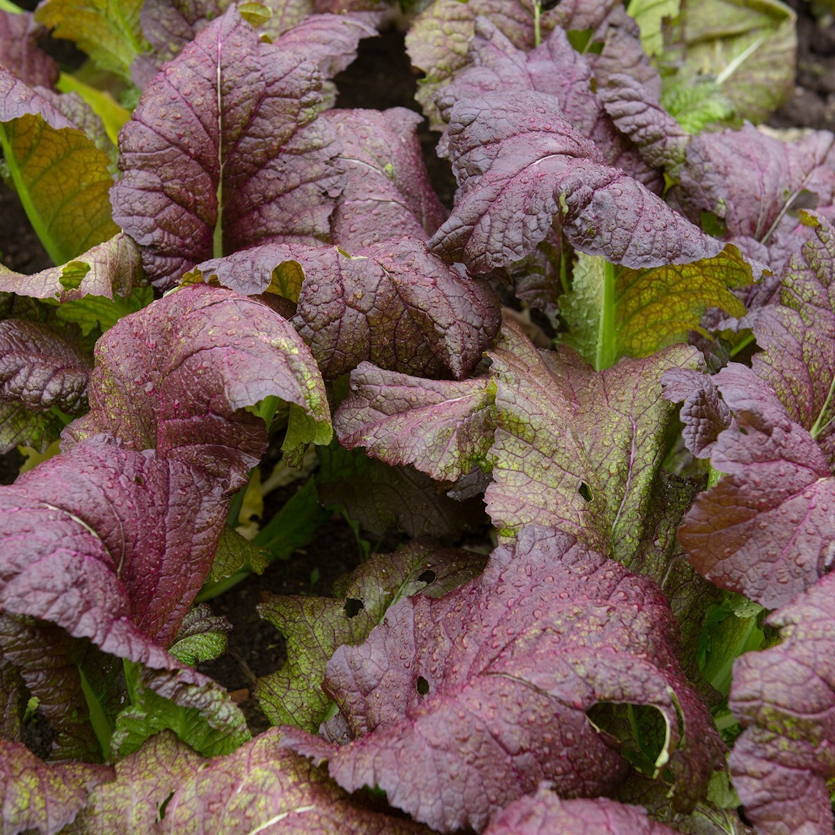 1/4 Lb Red Giant Mustard Seeds – Everwilde Farms Mylar Seed Packet