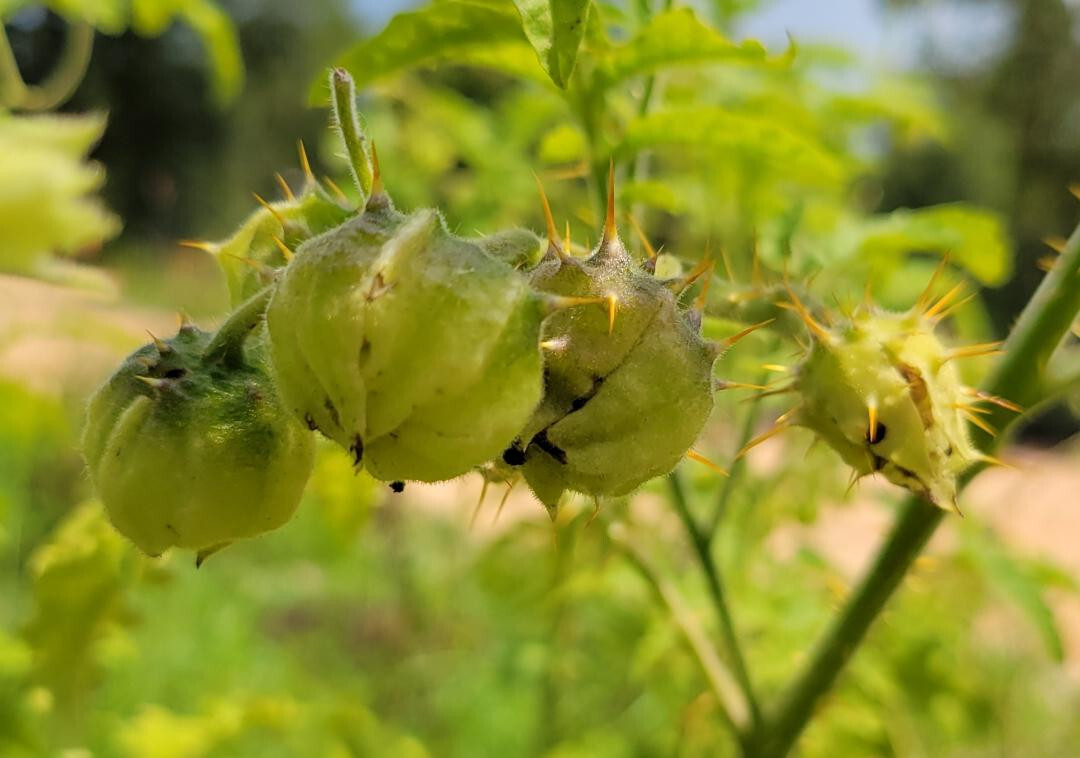 Litchi Tomato | 25 Seeds | Solanum Sisymbriifolium | Vila-Vila | Florida Garden