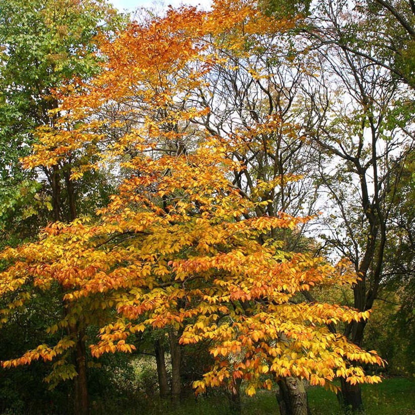 100 American Beech Tree Seeds (Fagus grandifolia) Hardy Zones 3-9 Fresh Nov. 25