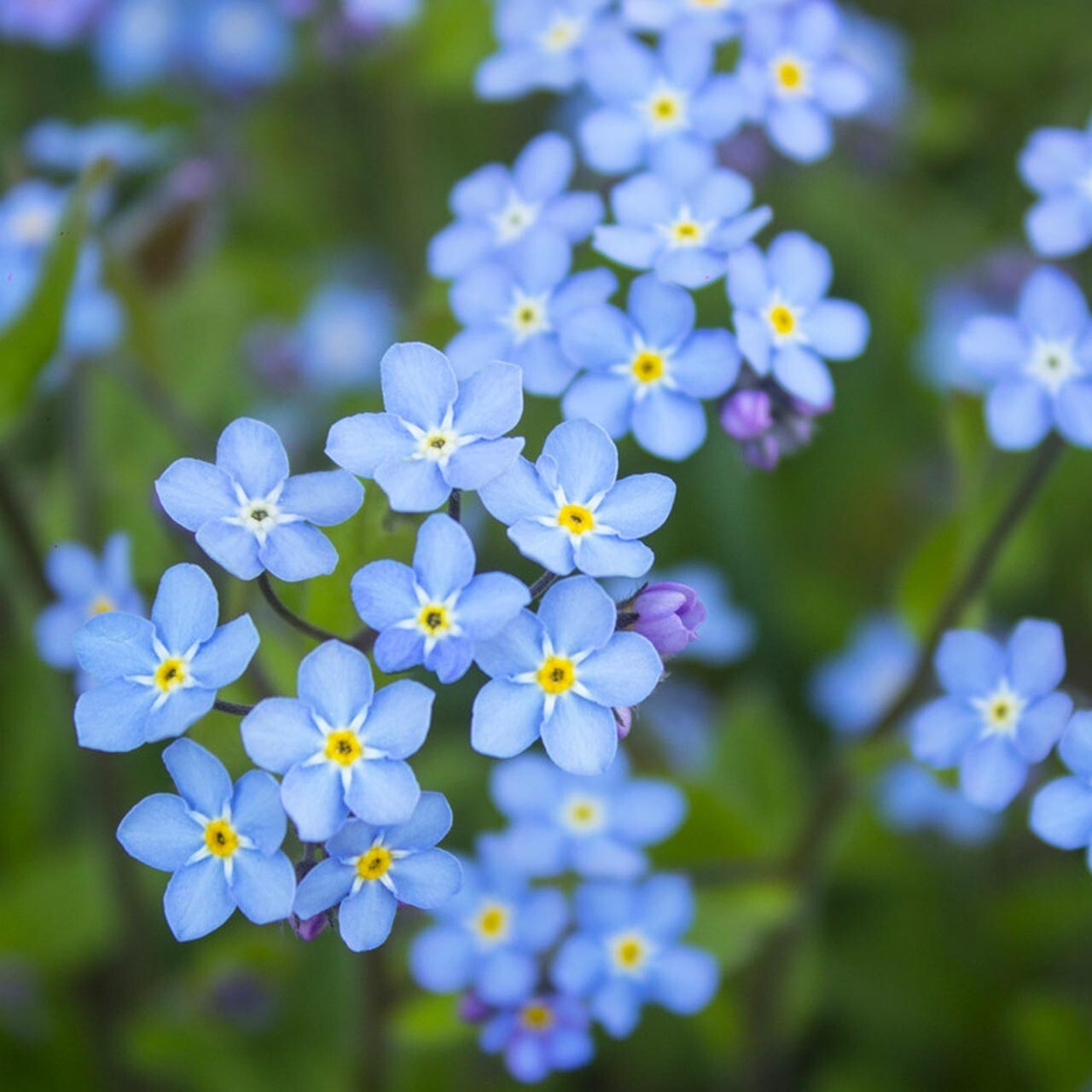 Myosotis (Forget-Me-Not) Seeds – Sylvatica – 250.mg