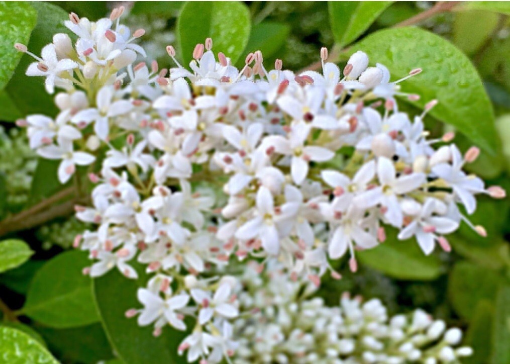100 Seeds Privet Seeds – Ligustrum vulgare, Ligustrum Quihoui Carr, Ligustrum l