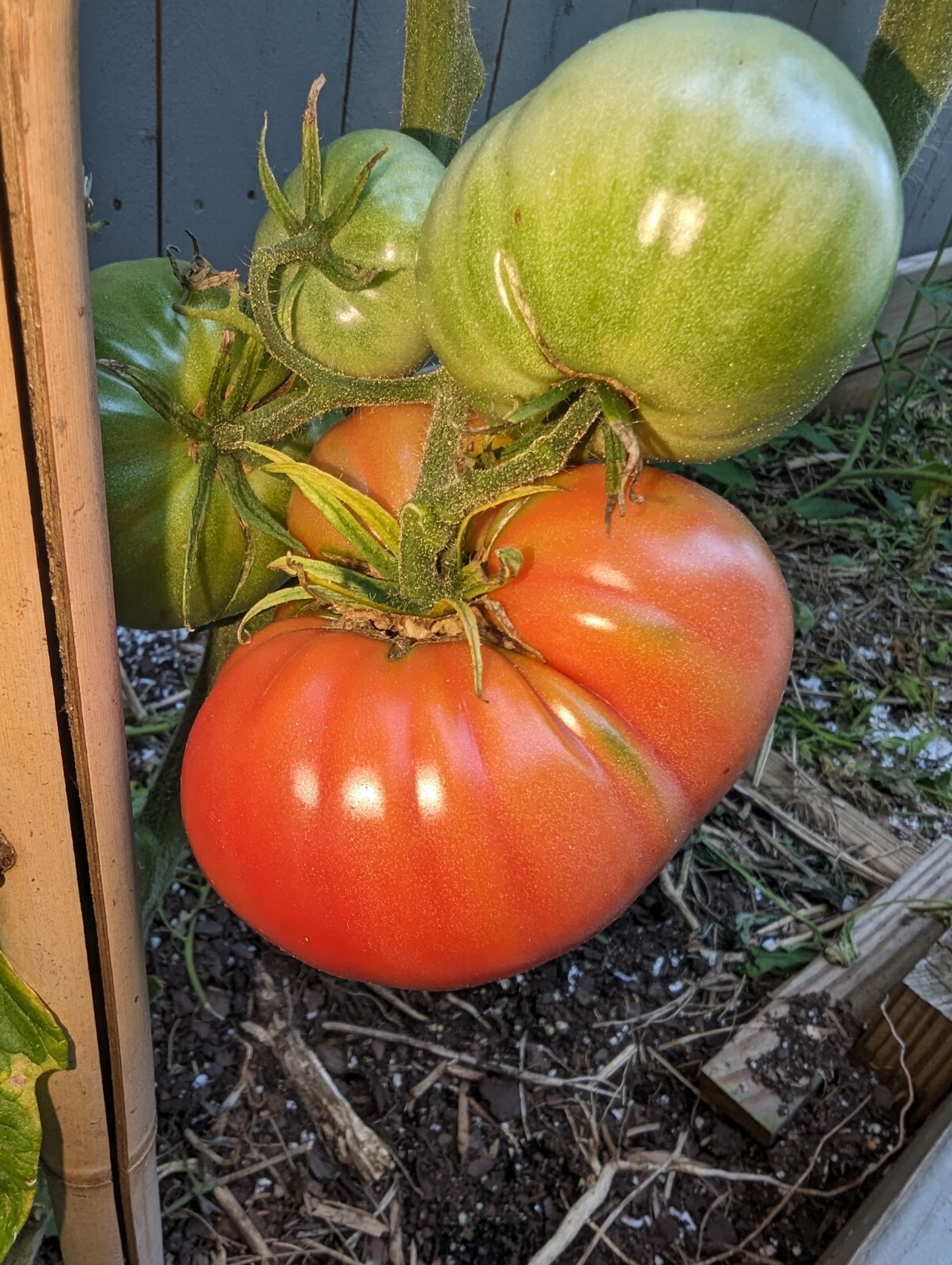 20+ German Giant Tomato Seeds | Big and Juicy |NON-GMO | Potato leaf | Heirloom