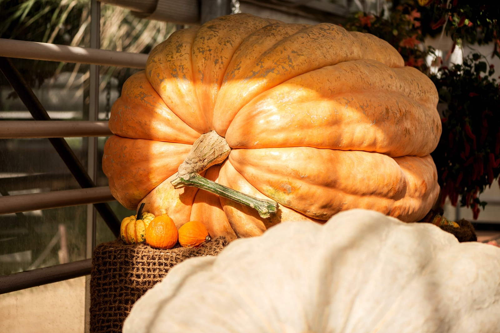 10 Dill’s ATLANTIC GIANT PUMPMKIN Up to 2000 lb Cucurbita Vegetable Seeds