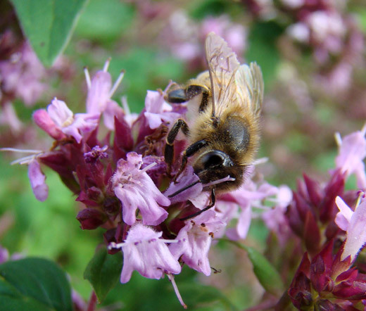 CREEPING THYME Thymus Serpyllum – 25,000 Bulk Seeds