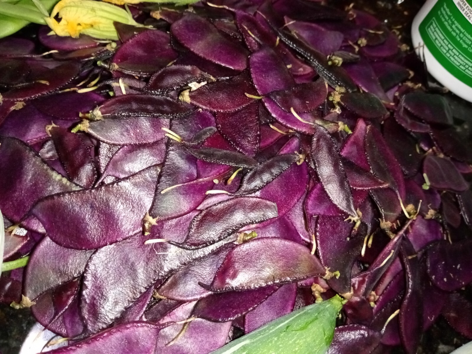 20 Purple Hyacinth Bean Seeds(Lablab purpureus) Grown In USA.