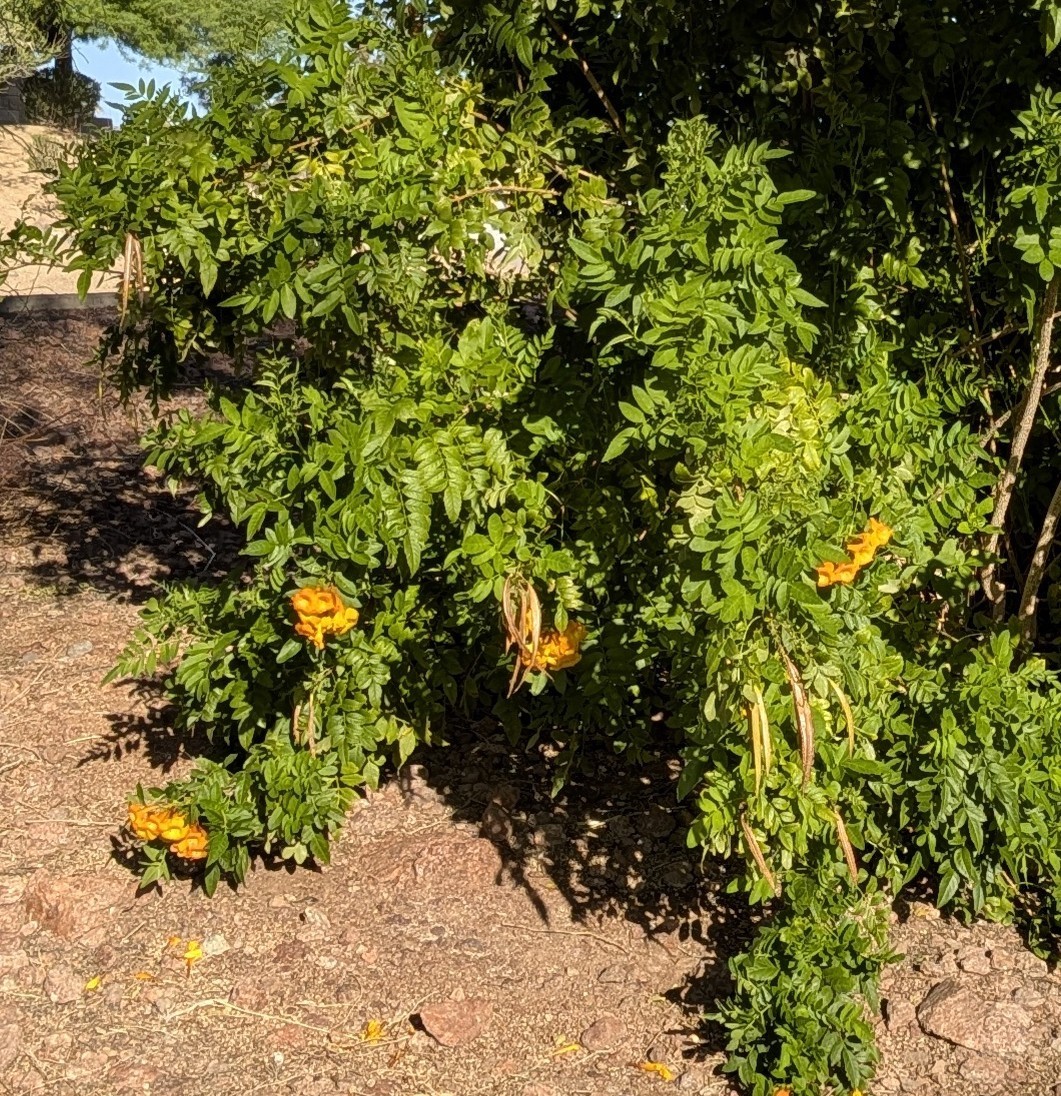 Tecoma stans Jubilee Orange Bells 10 seeds