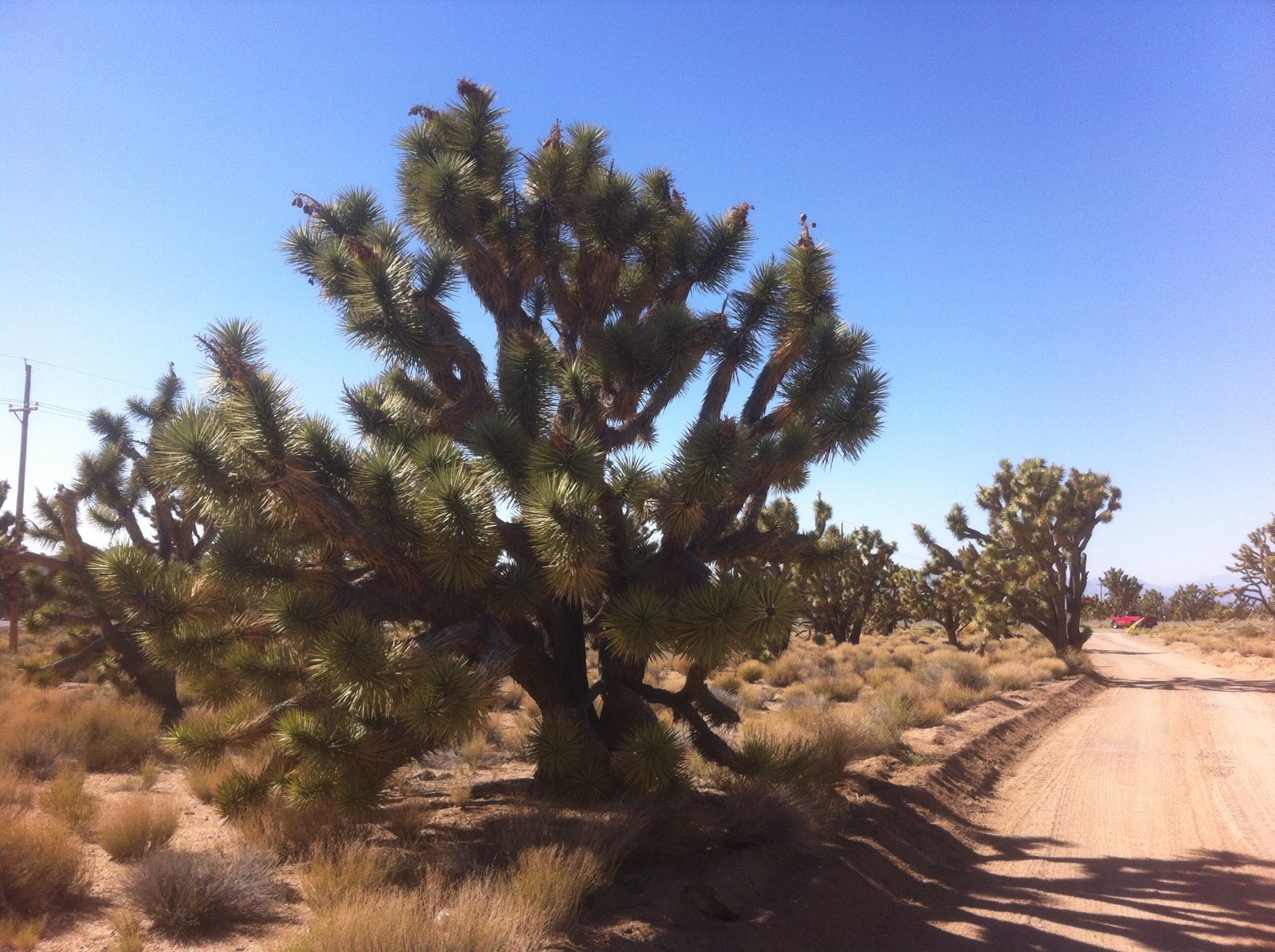 Joshua Tree Seeds ( Yucca Brevifolia ) – 1 Ounce ( approx. 350 seeds )