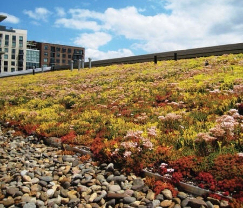 100+ MIXED SEDUM SEEDS – Stonecrop beautiful Succulent groundcover USA FREE SHIP