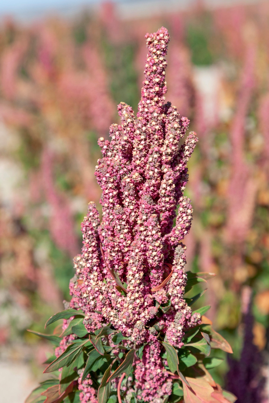 50 Organic CHERRY VANILLA QUINOA Chenopodium Pink Flower White Grain Seeds