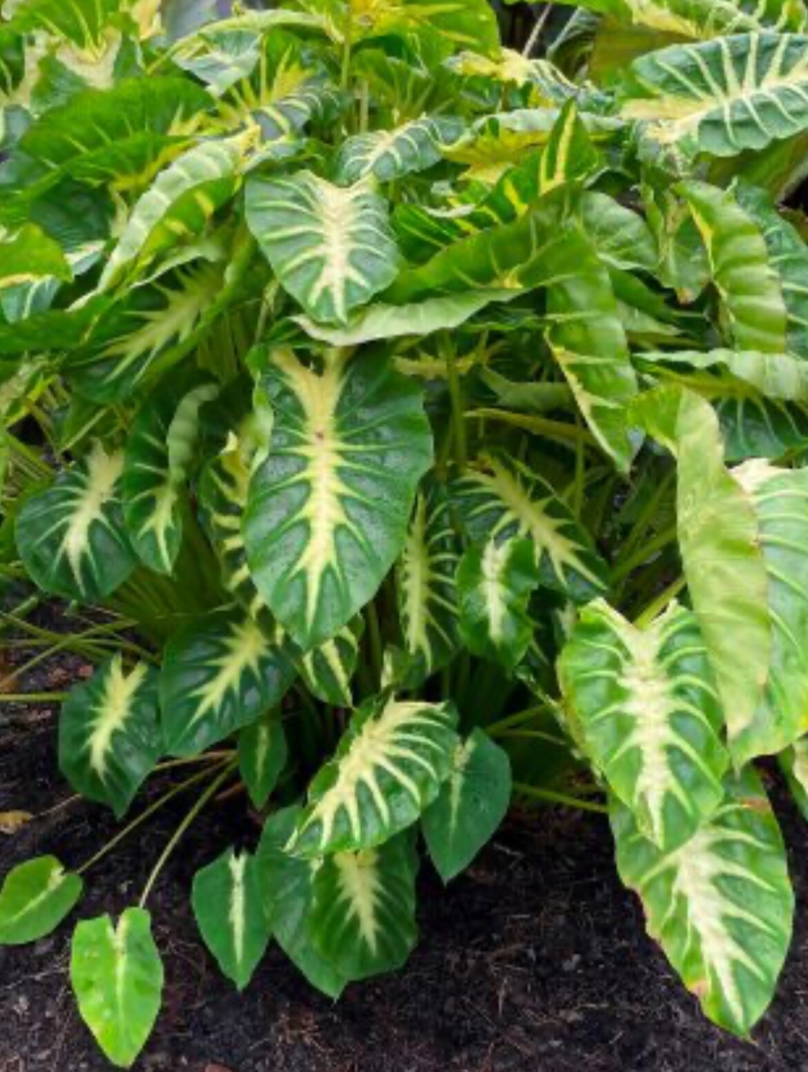 AUTHENTIC Colocasia Maui Sunrise 1 bulbs