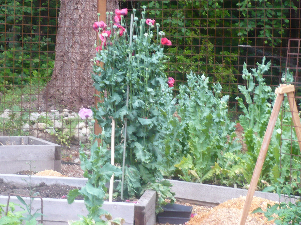 Shades of Pink “The Giant” Humongous Poppy Seeds 5000+ *PoppyQueen👑