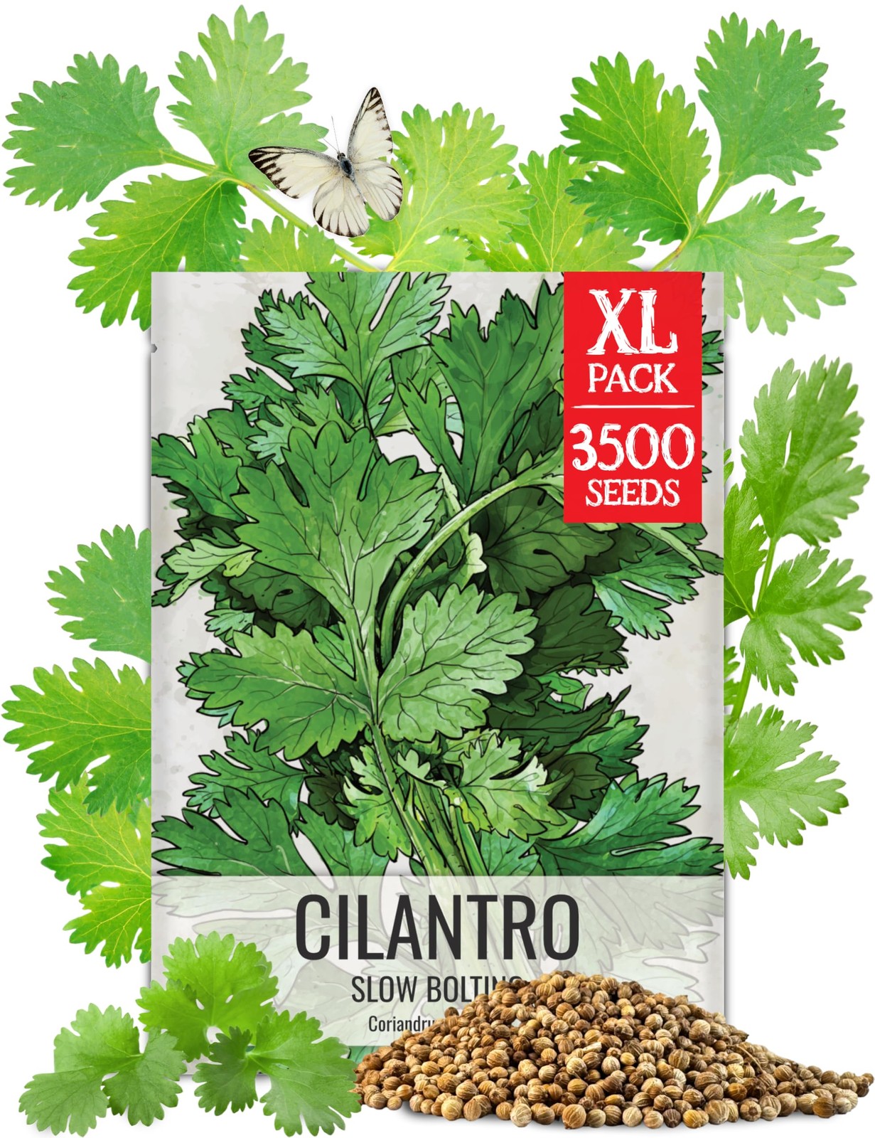 Cilantro Seeds for Planting Herb Seed | 3,500+ Non GMO Heirloom & Untreated S…