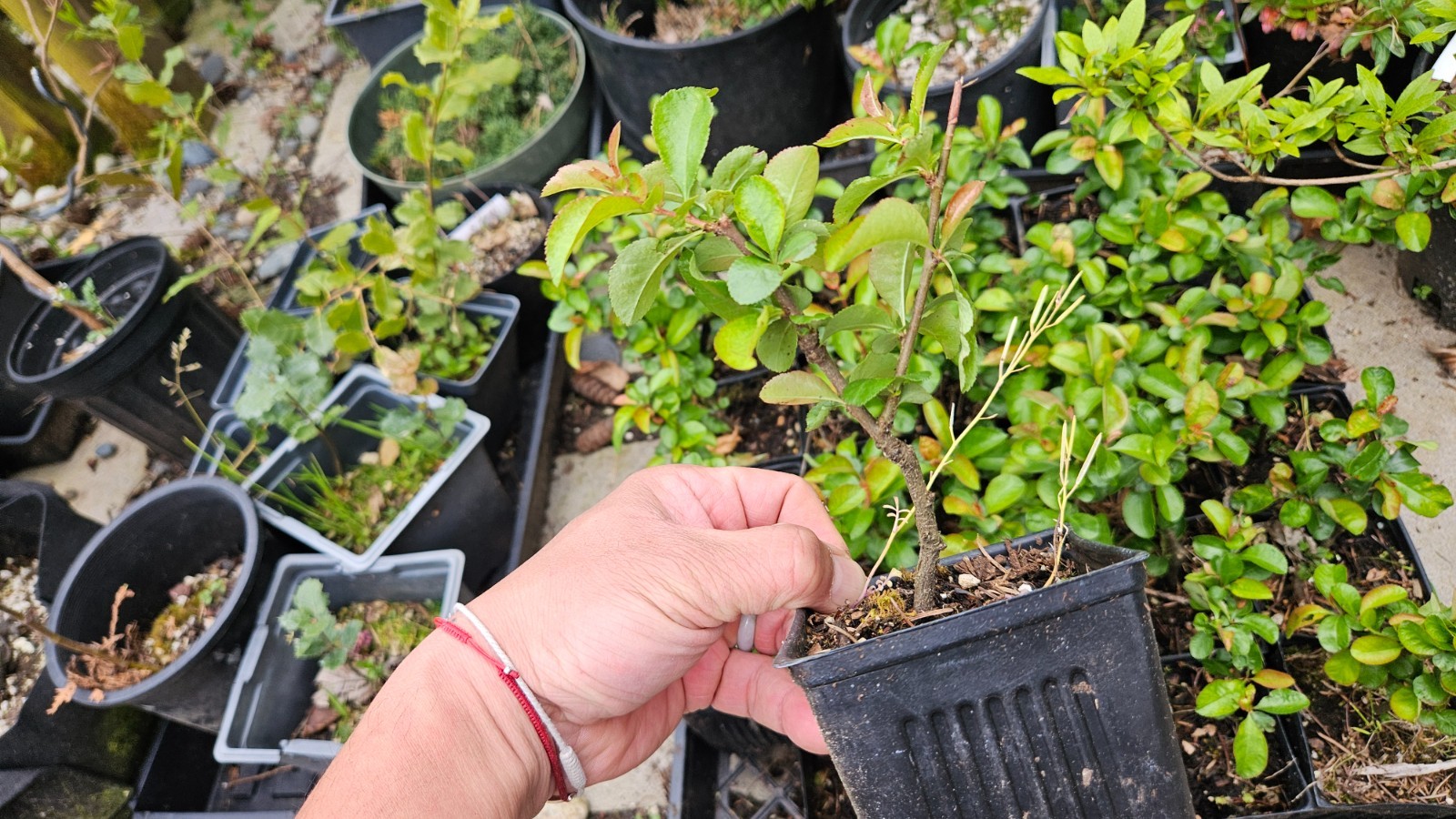 Chaenomeles Speciosa “Texas Scarlet” (Red Flowering Quince) Plant