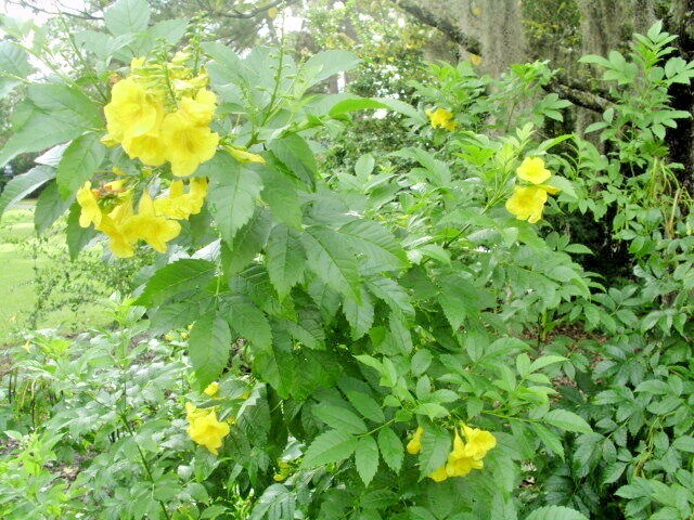 20 YELLOW BELLS SEEDS ( ESPERANZA ) – Tecoma stans