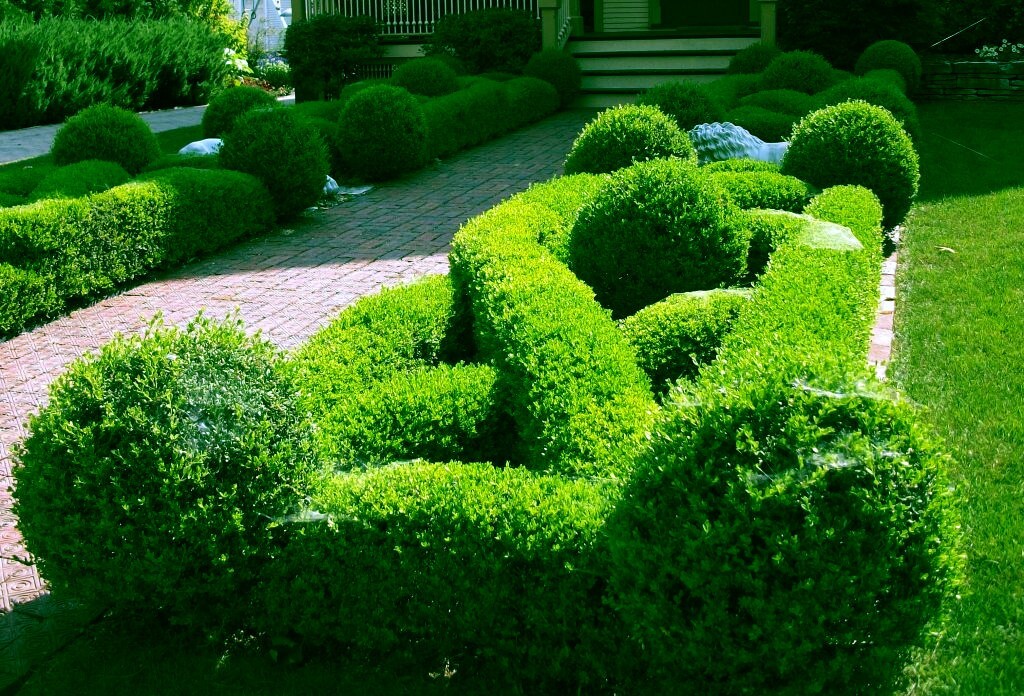 Common English Boxwood Tree Seeds (Buxus sempervirens) Hardy Landscaping Shrub
