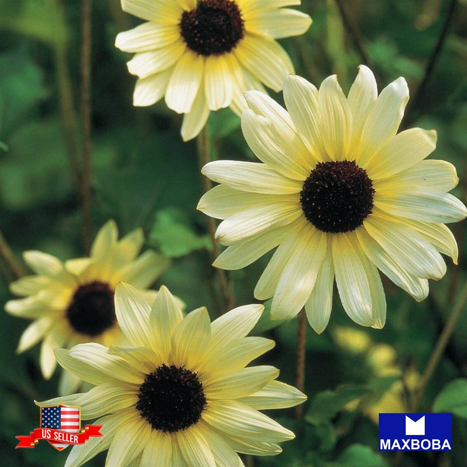 Premium Fresh 150 Seeds Sunflower Italian White Non-GMO