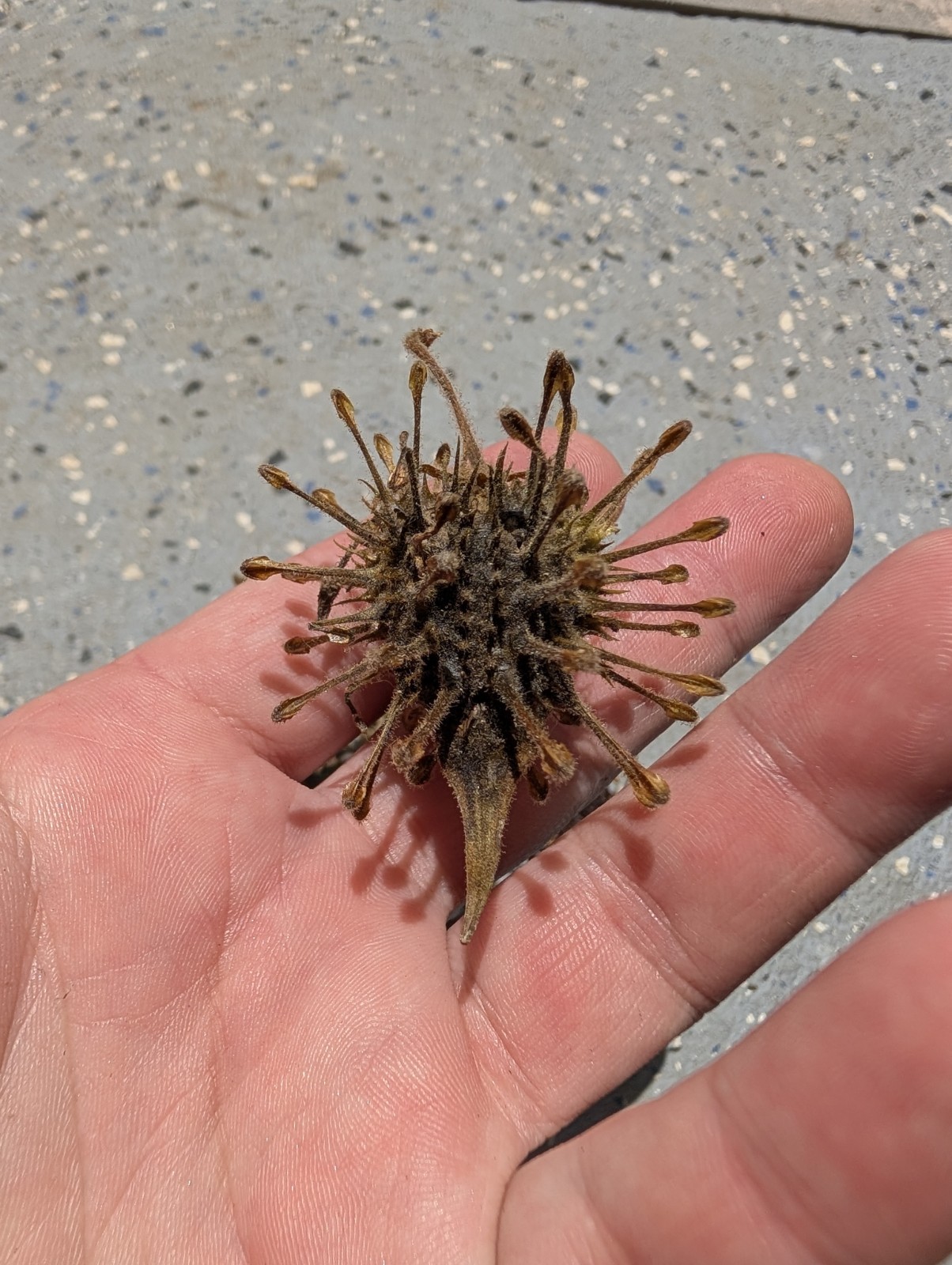 Uncarina Sp. Seeds- Entire Pod