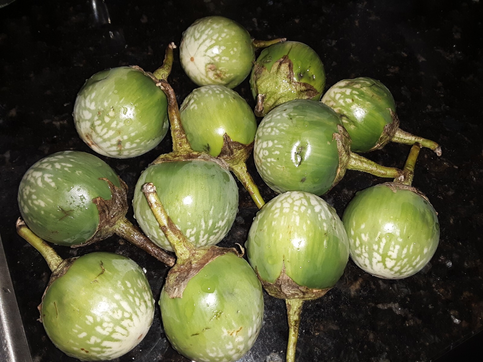 500+ Thai Eggplant ( Ela batu ) Seeds.US Grown.