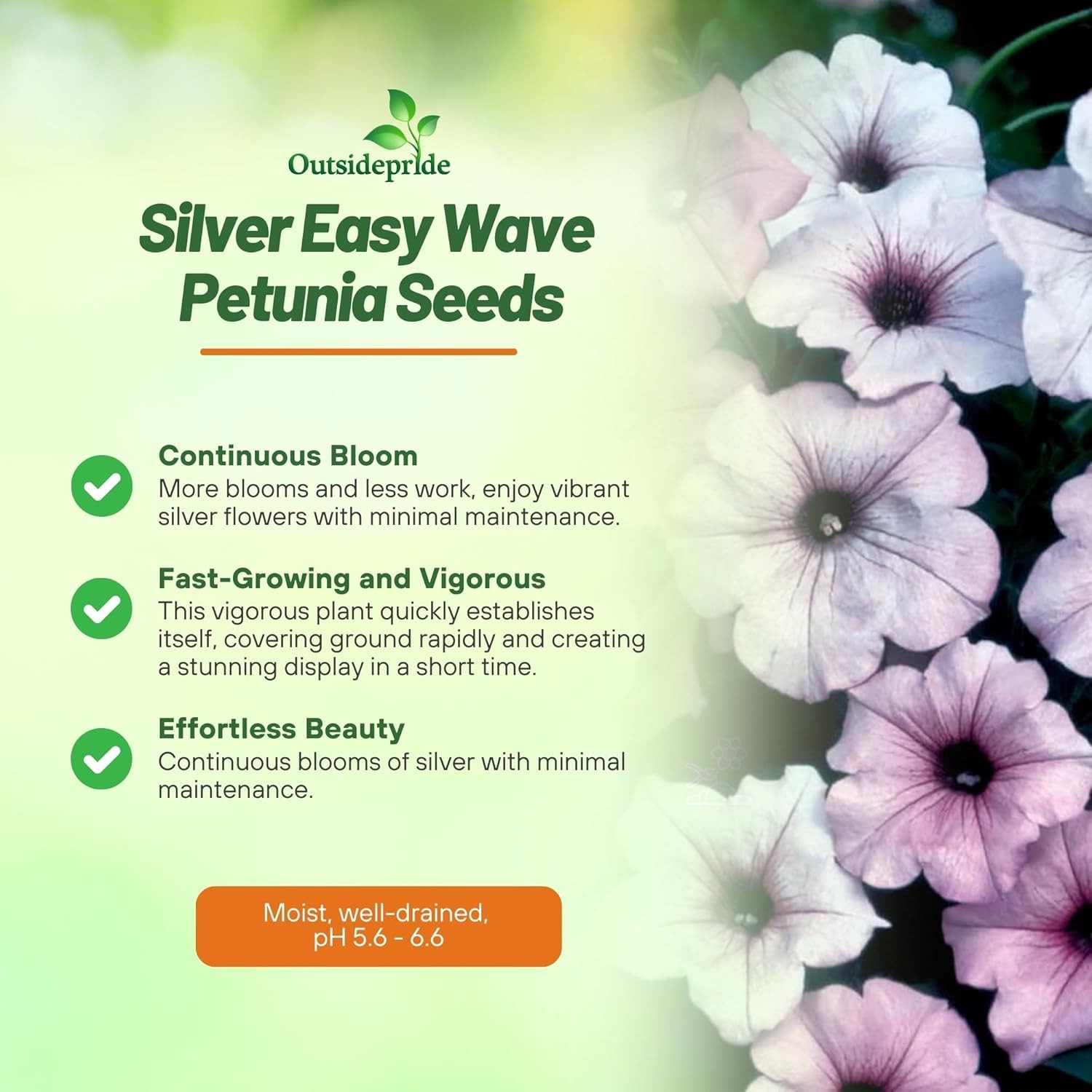 15 Seeds Silver Easy Wave Petunia Flower Seeds For Hanging Baskets & More