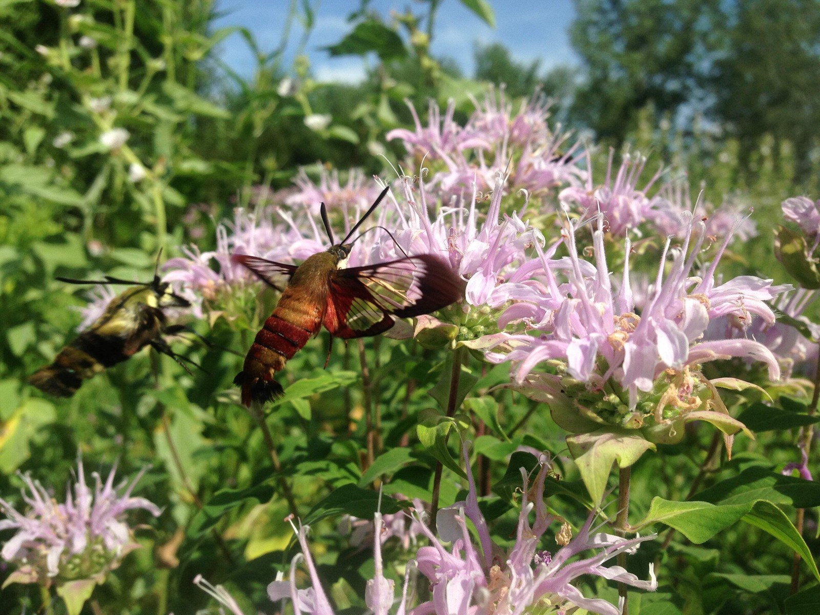 Lavender Bergamot Seeds (Monarda fistulosa) ~Native Wildflower Pollinator Garden