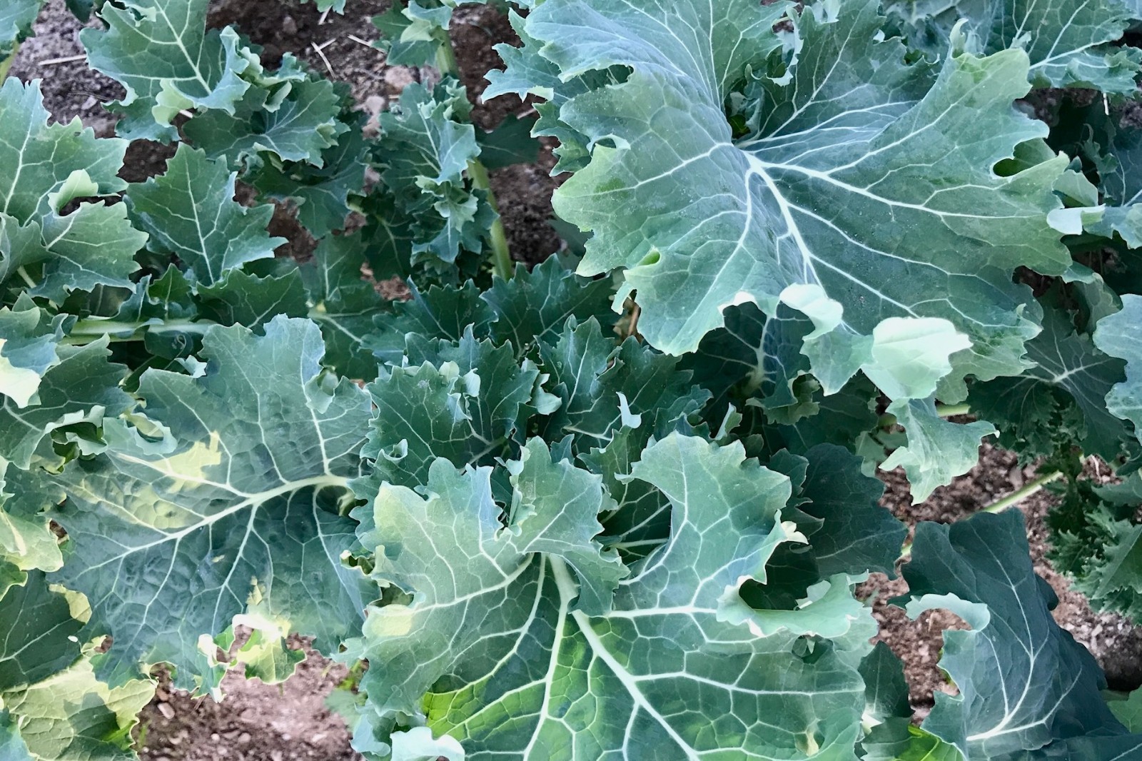 True Siberian Kale Seeds for Planting: Cold Hardy Bulk Seed Packet USDA Organic