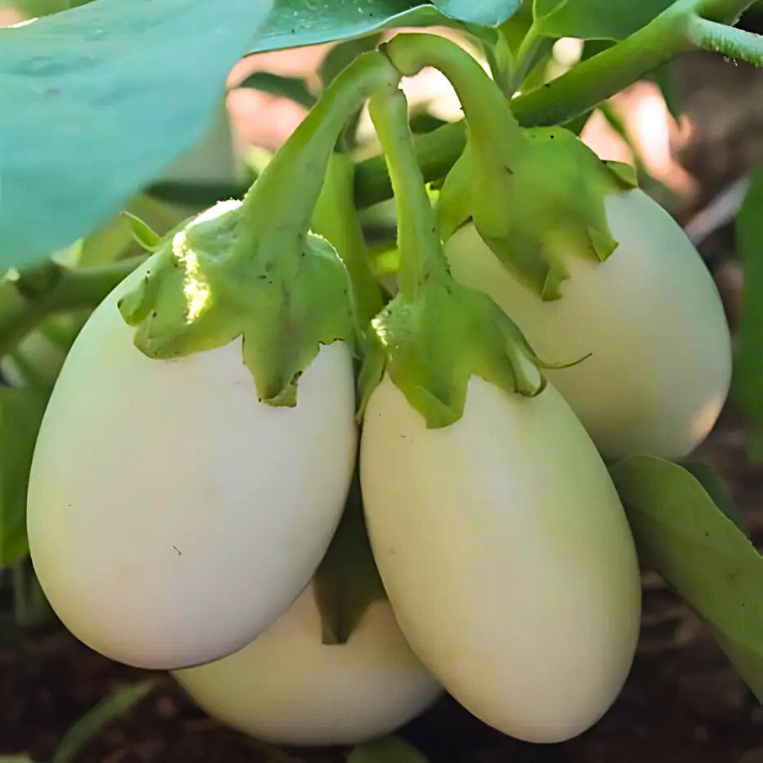 Fresh Japanese White Egg Eggplant Seeds | Heirloom Non-GMO | Asian Vegetables