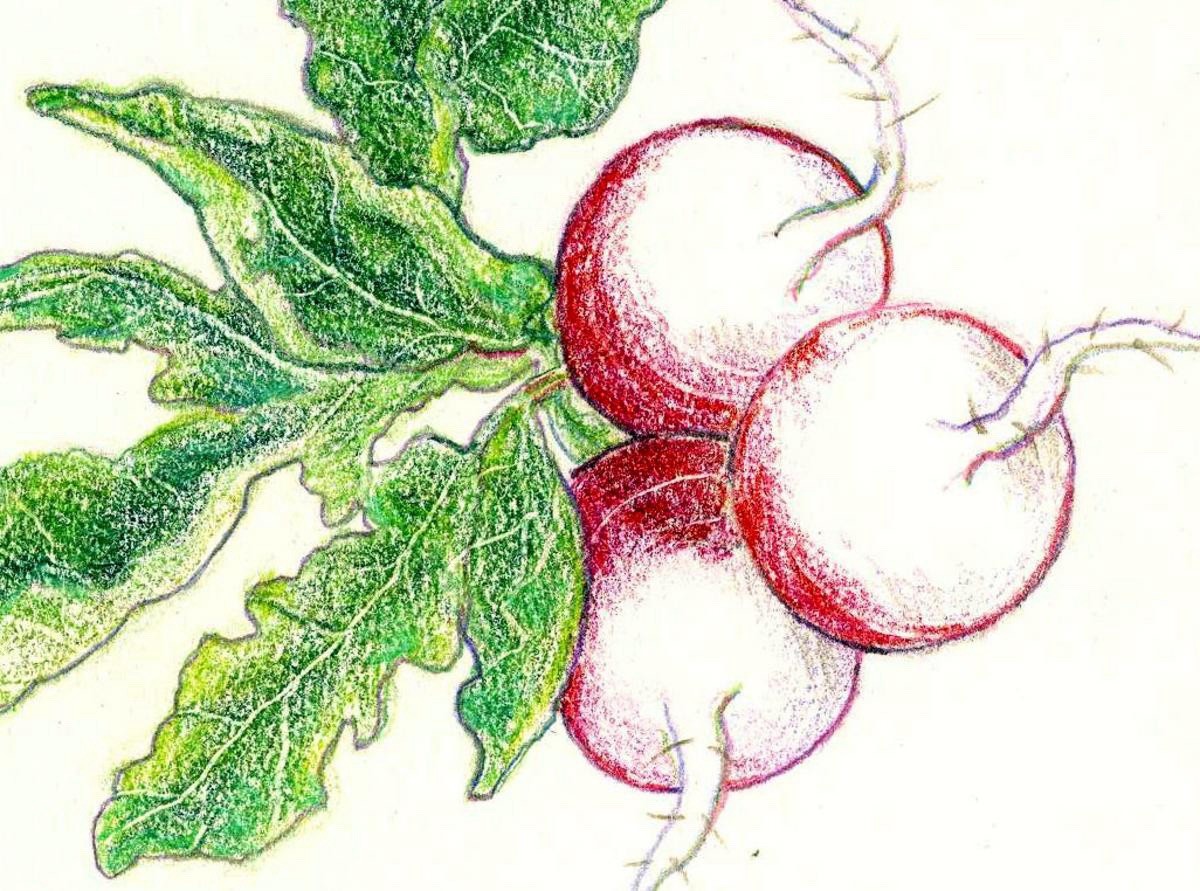 Sparkler White Tip Radish 150+ Seeds. Organic~ Heirloom | Free shipping | USA.