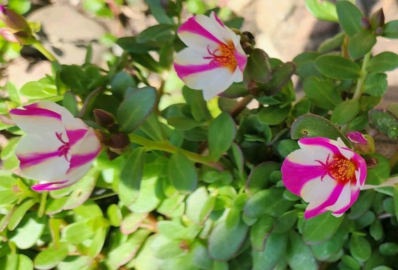 Pink Lady Portulaca Purslane Flower Seeds
