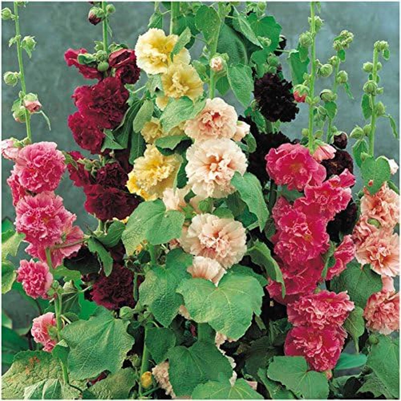 , Double Majorette Hollyhock Seeds – Heirloom Seeds for Planting Alcea Rosea – M