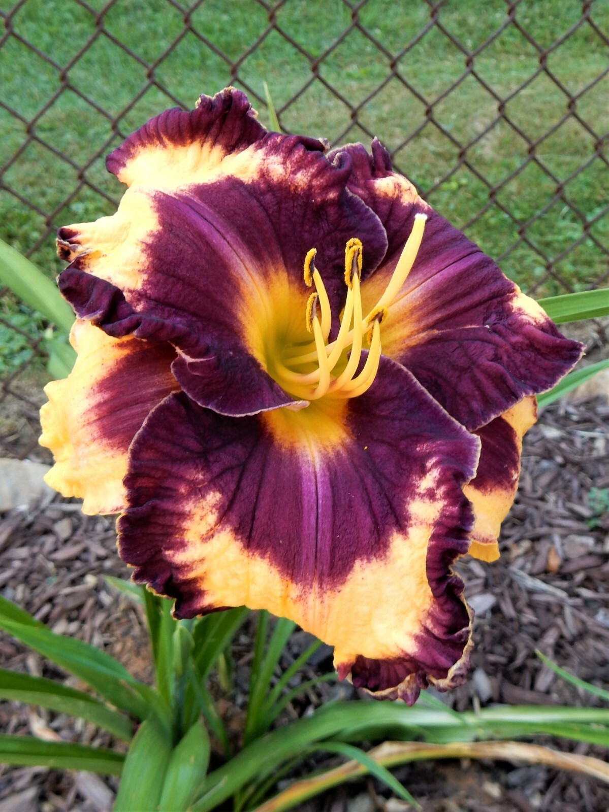 Hemerocallis “MOUSSAKA” Daylily – Perennial – 1 Plant