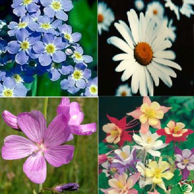 Gift Pack 4 flower seed packets, daisy…FREE SHIPPING!