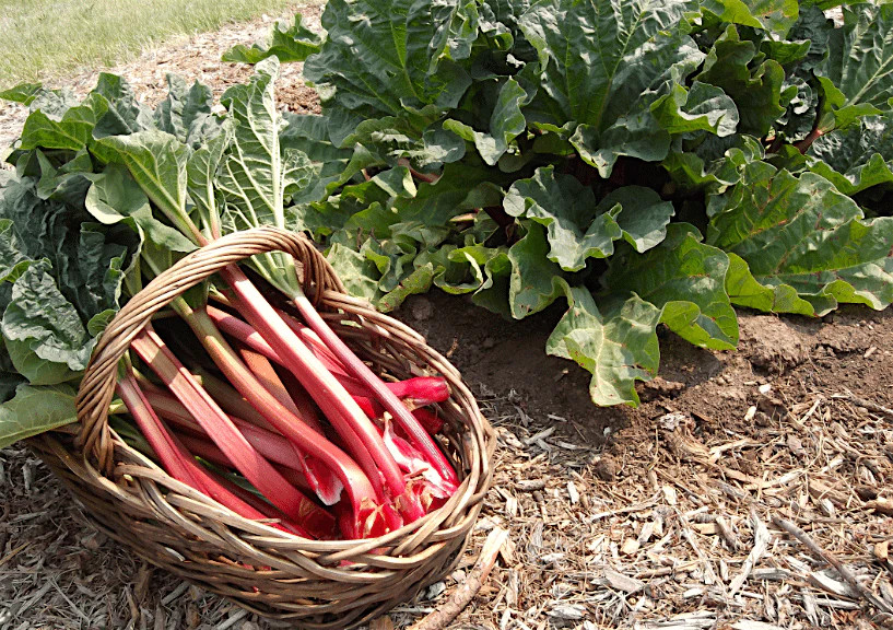 Victoria Rhubarb Seeds | USA Vegetable Red Perennial Seed 2024 Free Shipping