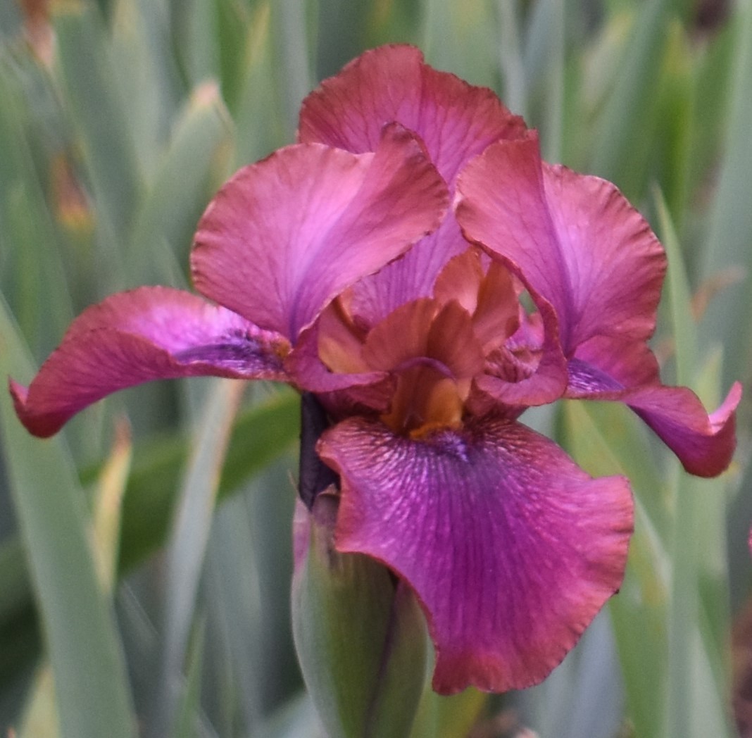 ‘De Nile’ AB Bearded Iris Rhizome PRE-SALE to Ship Aug/Sept