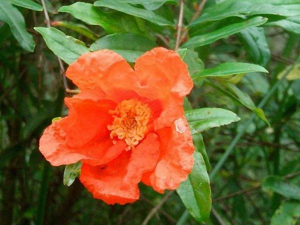 Punica granatum | Pomegranate ‘Wonderful’ | 10 Seeds