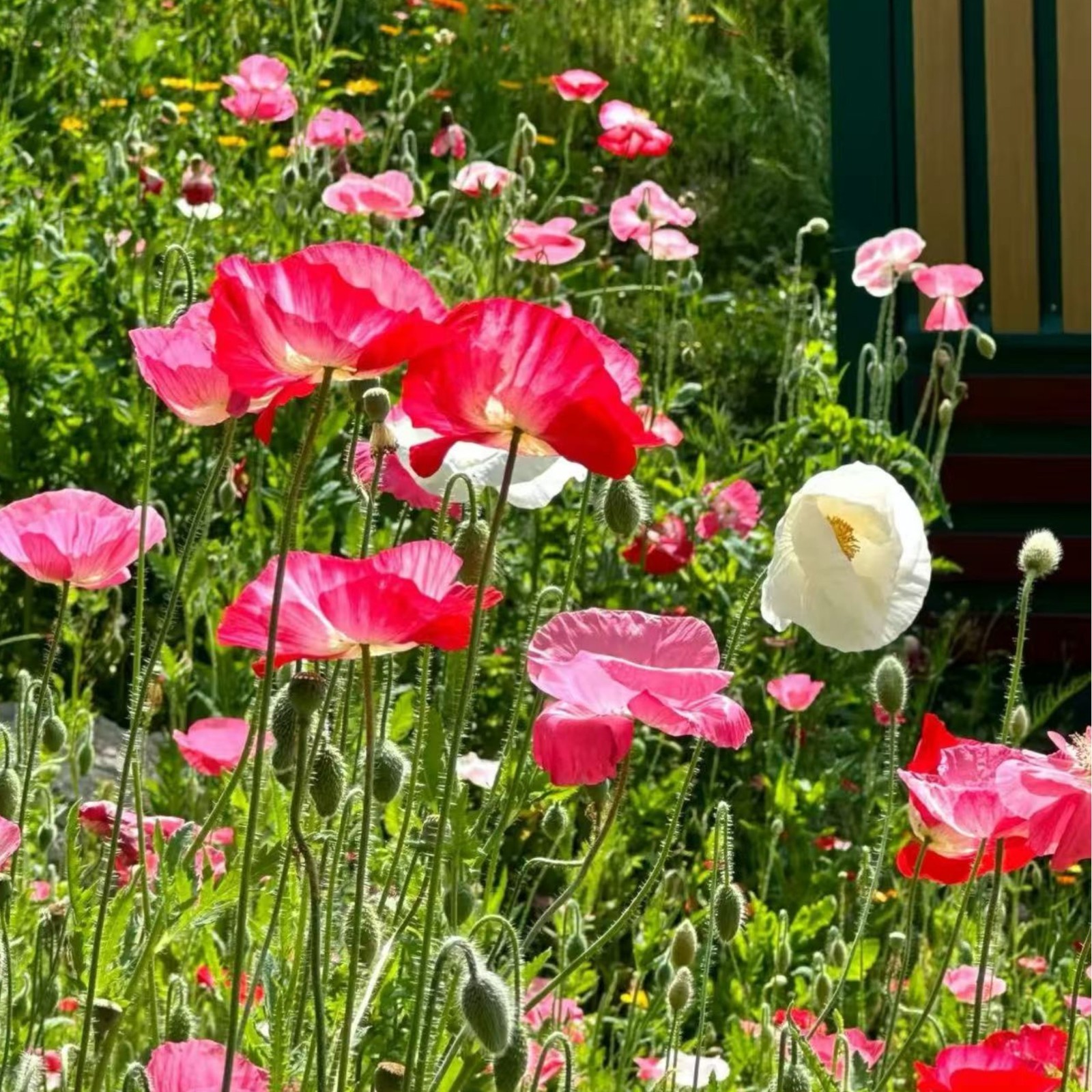 1000 Pink & White Shirley Poppy Seeds – Papaver rhoeas Garden Flower Zones 3–10