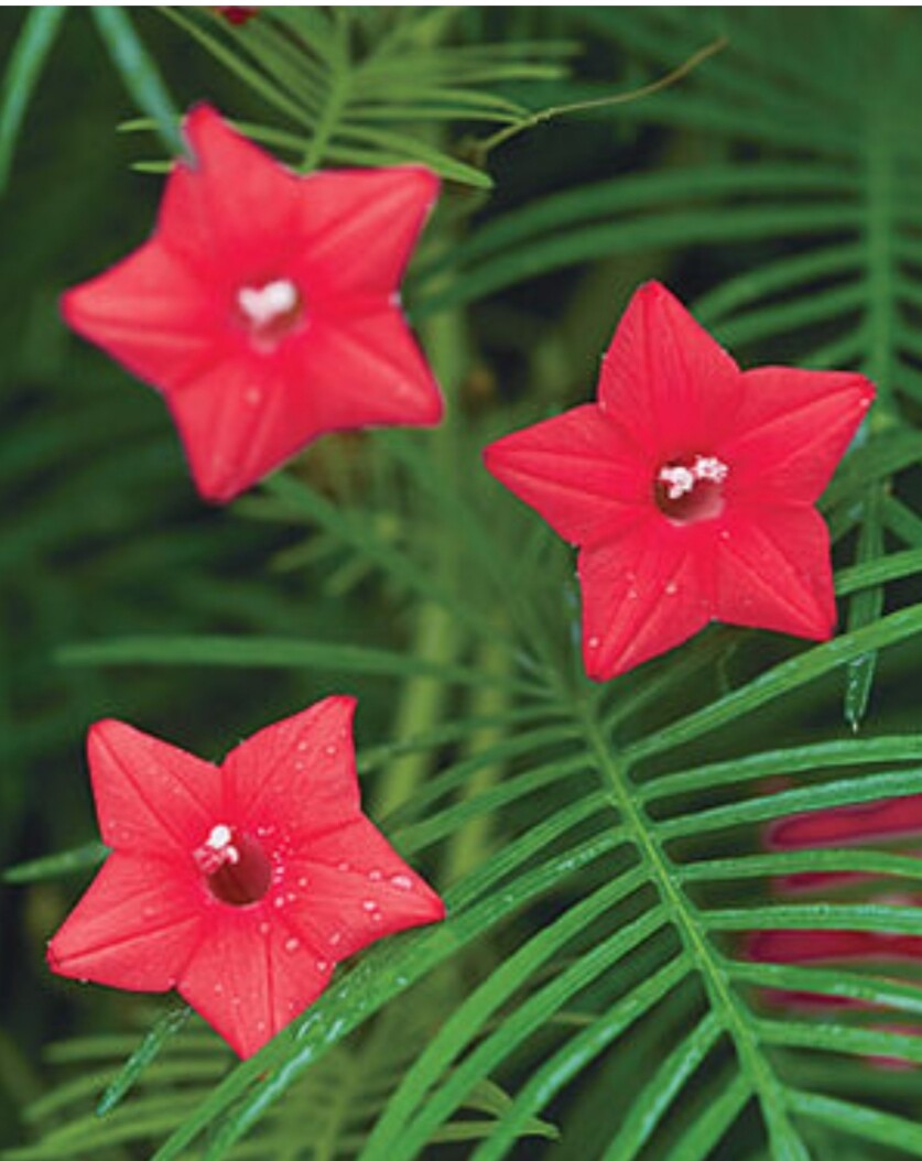 20 RED CYPRESS IVY VINE SEEDS