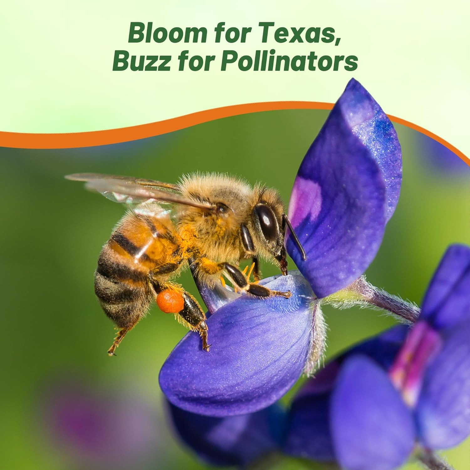 Outsidepride Texas Bluebonnet Seeds – 500 Pcs Annual Lupinus Texensis, Heirloom
