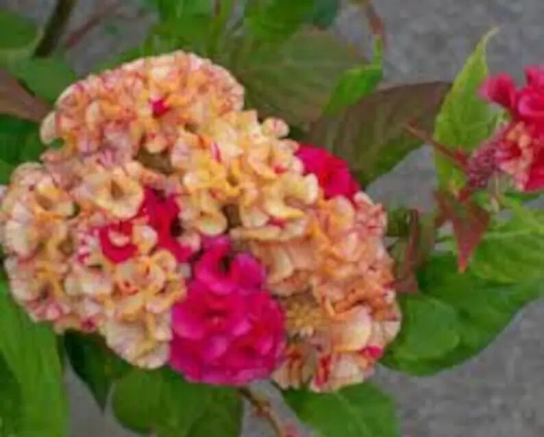 200 Variegated Cockscomb Celosia Cristata Seeds. USA Seeds. Organic. Ships free