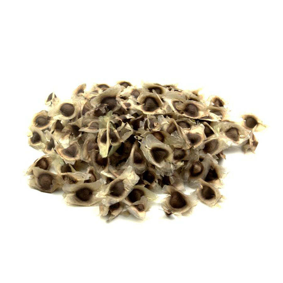 Oleifera Drumstick Seeds Moringa Seeds NON GMO For Planting Sprouting Food