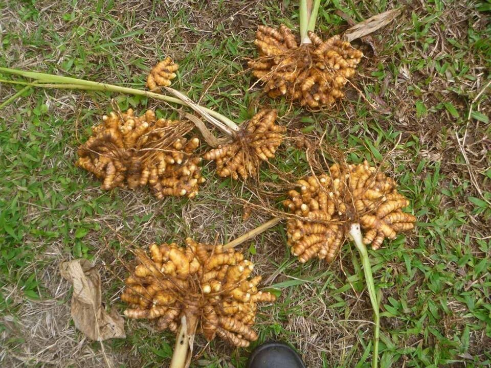 ~Organic Fresh Turmeric Root~ 2 lbs or more Ships & Grown in HAWAII not Florida
